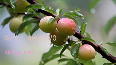 ղ